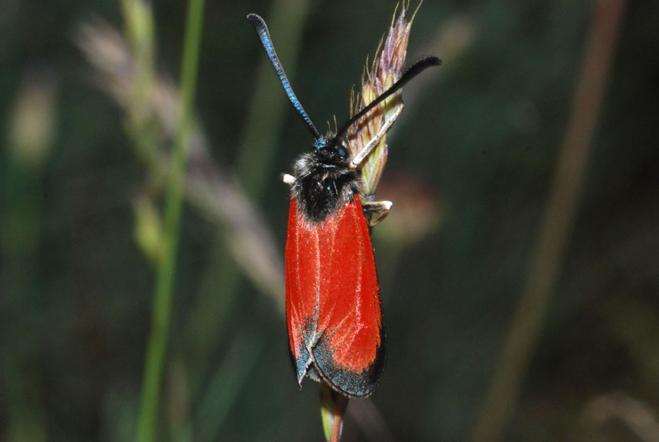 Zygaena da det.